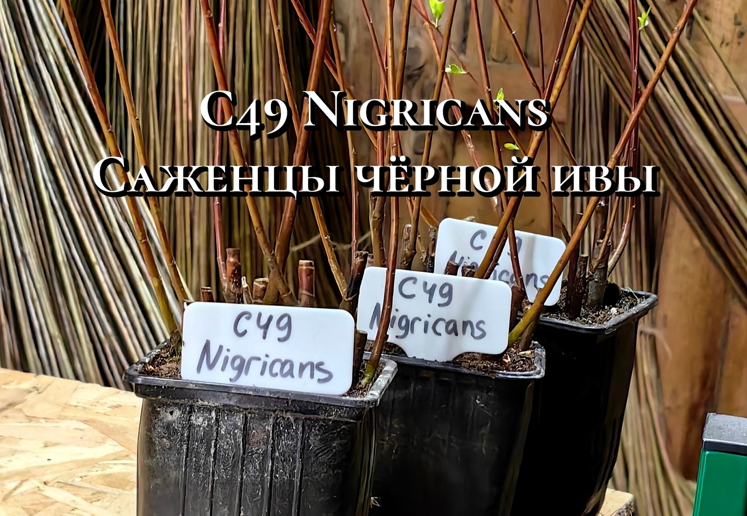 Саженцы ивы чёрной "С49 Nigricans" 0,8л.