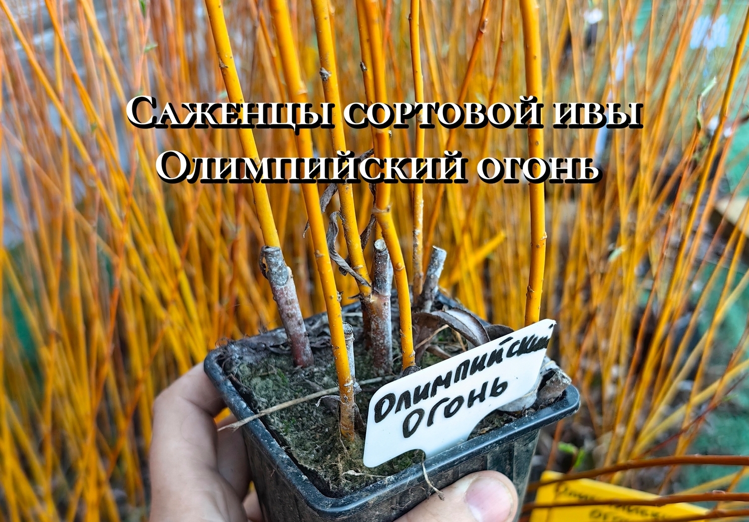 Саженцы ивы "Олимпийский огонь" 0,8л.