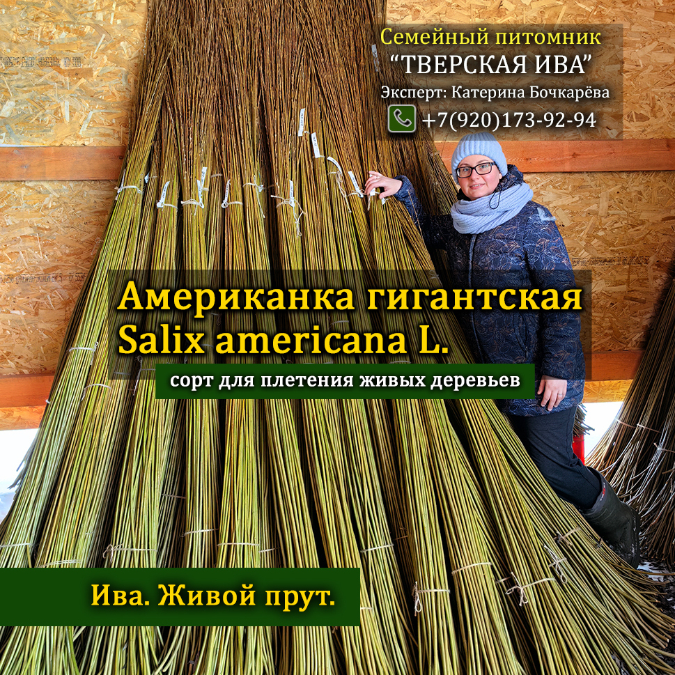 Сорт ивы Американка Гигантская Salix americana L. (зелёный цвет коры) самый лучший, проверенный годами во многих регионах нашей страны и в других странах - для живого, ландшафтного плетения живых деревьев, изгородей, арок, беседок, шалашей, скульптур и любого живого плетения. Прутик красивый, гибкий.