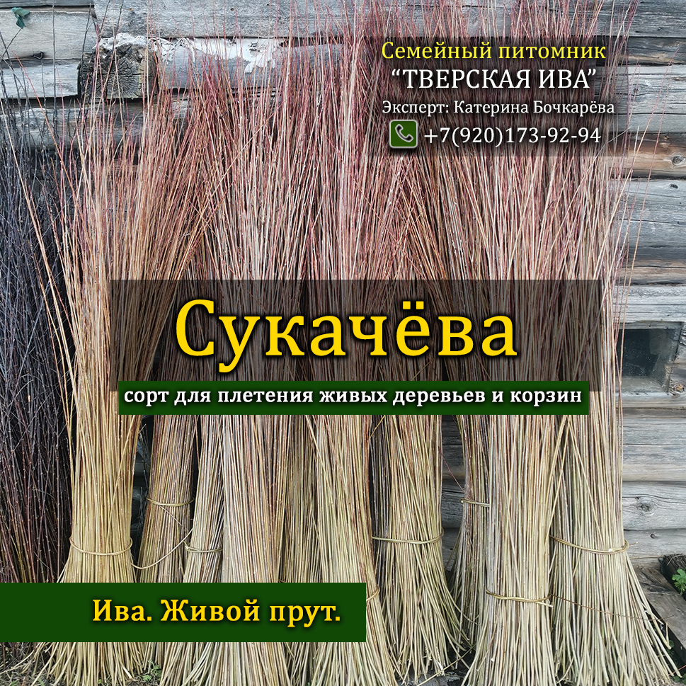 Сорт ивы Сукачёва (серо-бордовый цвет коры) гибкий, очень красивый, стройный прут - для живого ландшафтного плетения живых деревьев, изгородей, арок, беседок, шалашей, скульптур и любого живого плетения. Также этот прутик очень ценный у мастеров лозоплетения. Селекционер Сукачёв вывел настолько гибкий сорт, что мастера корзиночных дел будут в восторге от качества этого материала.