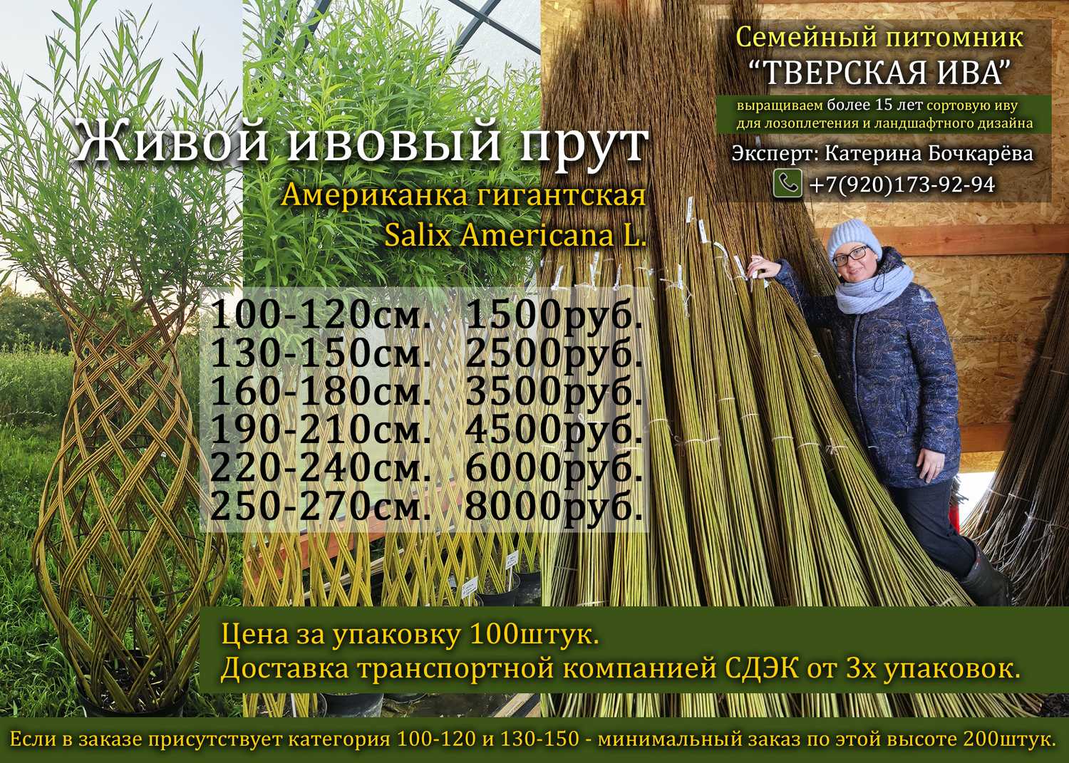 Американка Гигантская Salix americana L. сортовая ива. Живой прут для плетения живых деревьев, изгородей , арок и беседок. Отправка заказов идёт сейчас, зимой!  Сорт ивы Американка Гигантская Salix americana L. (зелёный цвет коры) самый лучший, проверенный годами во многих регионах нашей страны и в других странах - для живого, ландшафтного плетения живых деревьев, изгородей, арок, беседок, шалашей, скульптур и любого живого плетения. Прутик красивый, гибкий.   А также:  - этот сорт используем в качестве подвоя на штамб;  - качественная мебельная палка, для сбора каркасов;  - в ремесле лозоплетения этот сорт мы также распускаем на ленту, изготавливаем ленту глянец;  - розги.  Этот сорт ивы - Американка гигантская, занимает отдельное большое место не только на нашей плантации в Тверской области, но и в нашем сердце.