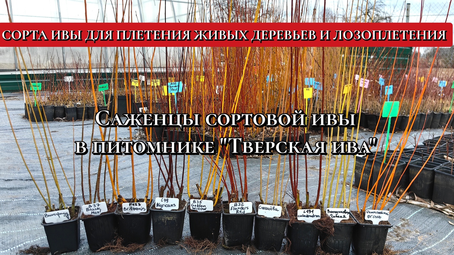 саженцы ивы для плетения